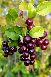 Chokecherries - Oglala, Pine Ridge